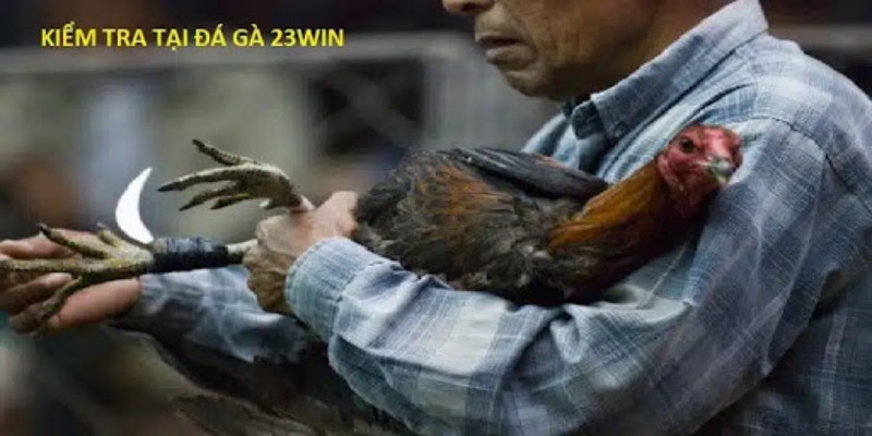 Tìm hiểu kỹ, kiểm tra kỹ chú gà chiến mà bạn định đặt cược