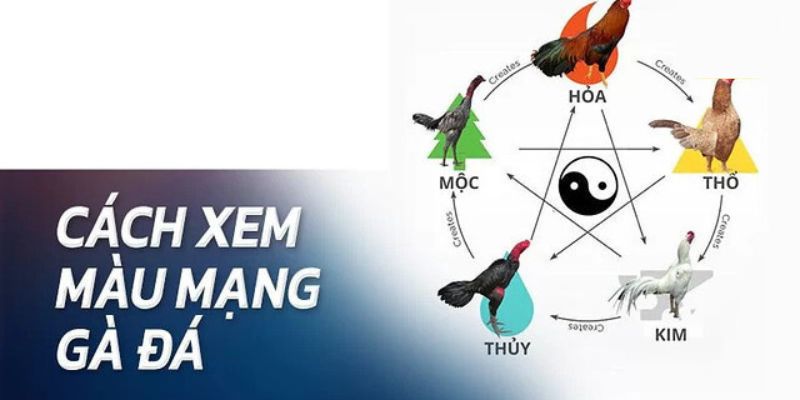 ảnh đại diện màu mạng gà đá